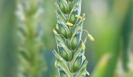 Mycotoxin rainfall risk tool for cereals now covers the UK